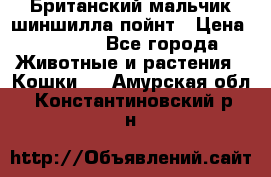 Британский мальчик шиншилла-пойнт › Цена ­ 5 000 - Все города Животные и растения » Кошки   . Амурская обл.,Константиновский р-н